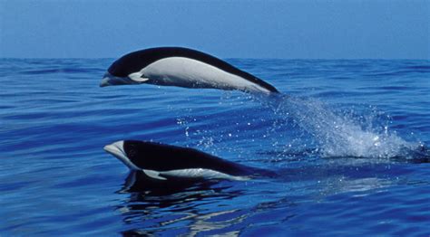 southern right whale dolphin facts